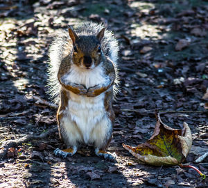 Close-up of squirrel sitting on ground