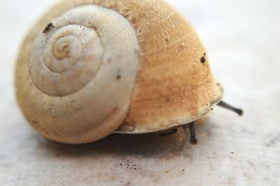 Close-up of snail