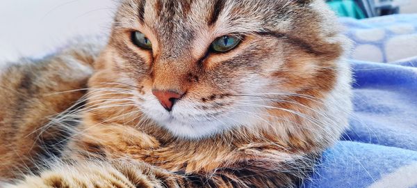 Close-up portrait of a cat