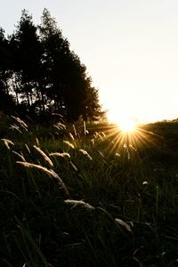 Scenic view of field against sky at sunset