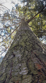 Low angle view of tree in forest