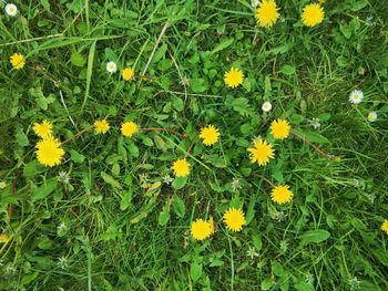 Close-up of yellow flowers blooming in field