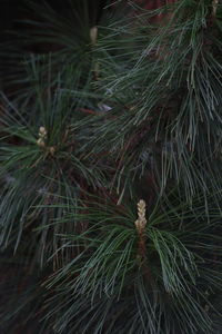 Close-up of pine tree