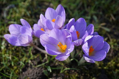 Close-up of purple crocus flowers on field