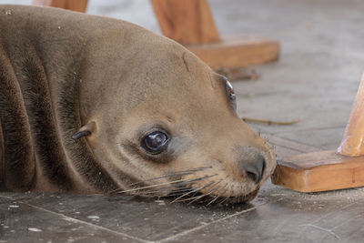 Close-up of sea lion relaxing