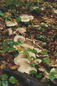 High angle view of mushrooms growing on field