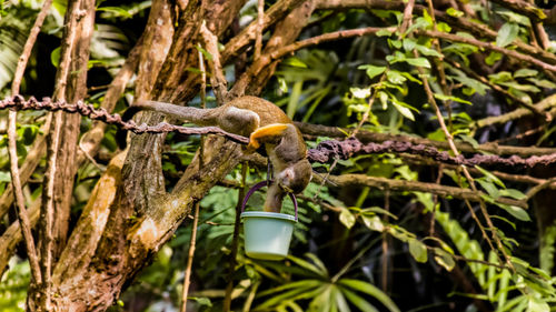 Bird perching on a tree