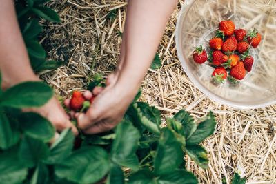 Cropped image of person picking strawberries in bowl at field