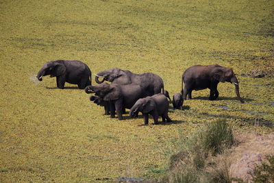 Horses grazing in a field