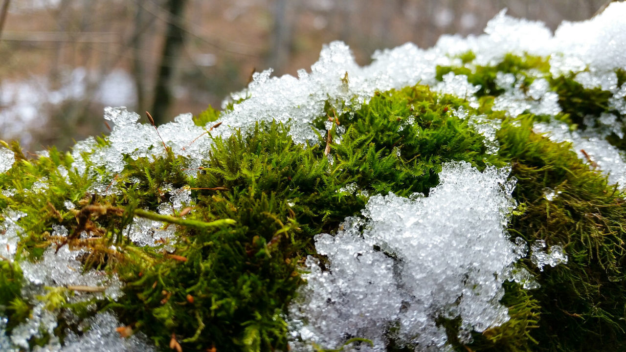 winter, cold temperature, snow, growth, nature, white color, plant, frozen, beauty in nature, season, freshness, water, flower, close-up, weather, fragility, ice, focus on foreground, tranquility, tree