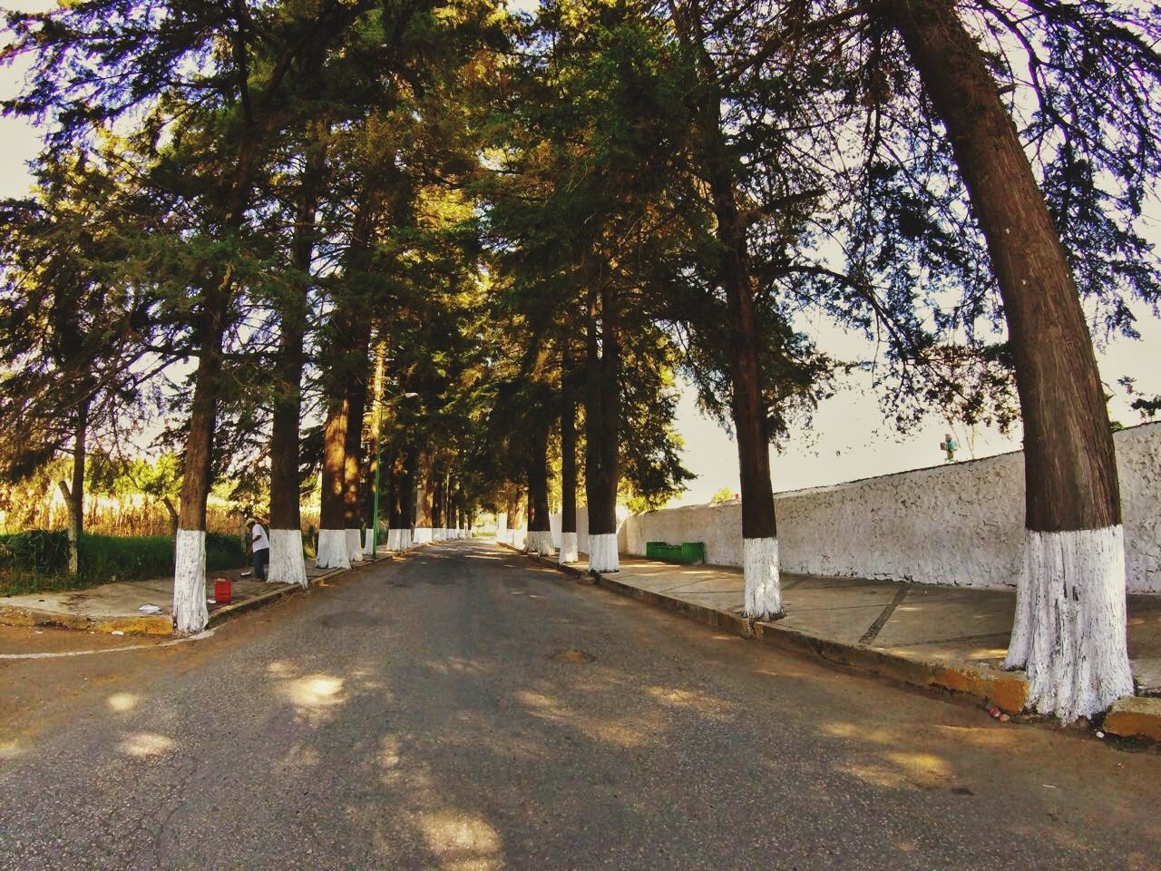 tree, road, the way forward, outdoors, day, nature, tree trunk, tranquility, growth, no people, scenics, beauty in nature, sky