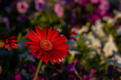 Close-up of red flower in park