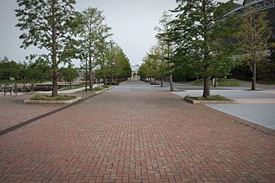 Empty footpath amidst trees