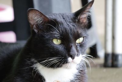 pet