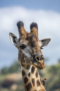 Close-up of giraffe