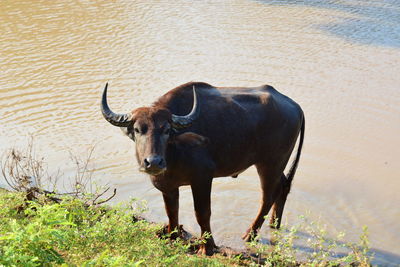 Cow standing on field