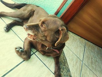 High angle view of a dog at home