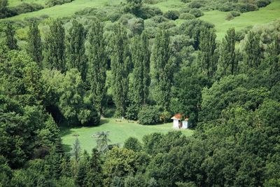 High angle view of pine trees in forest