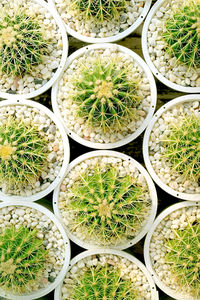 Top view of rows of potted golden barrel cactus plants