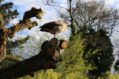 Low angle view of bird perched on tree