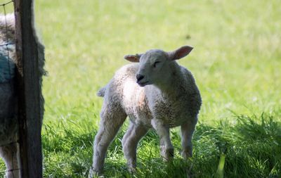 Sheep standing in a field