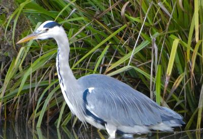 Close-up of a bird
