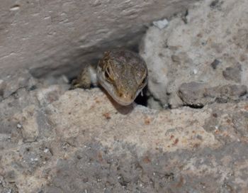 Close-up of lizard on rock