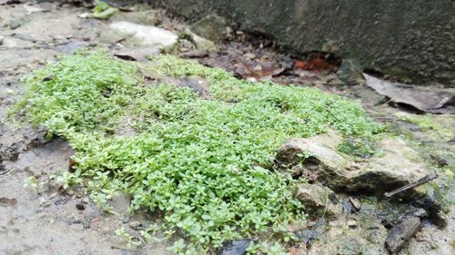 High angle view of moss growing on rock