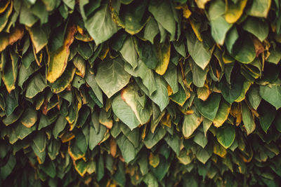 Full frame shot of leaves