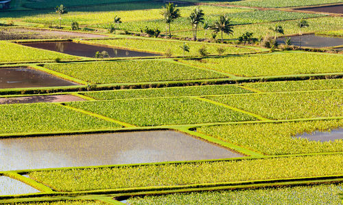 Scenic view of agricultural field