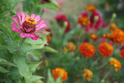 Close-up of pink flowering plants