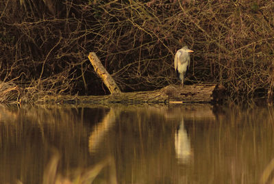 Reflection of trees in water