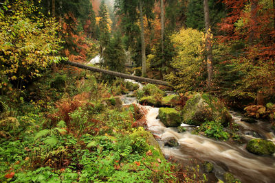 Stream amidst trees in forest during autumn