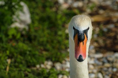 Close-up of swan