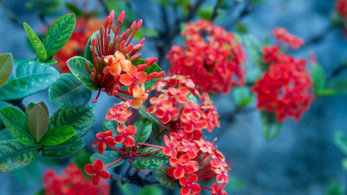 Close-up of red flowering plants