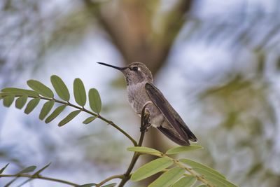 Bird perching on a plant