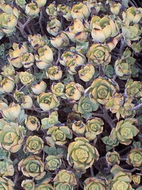 Full frame of flowers