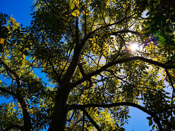 Low angle view of trees against clear blue sky