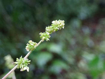 Close-up of flowering plant