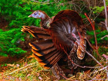 Side view of two birds on field