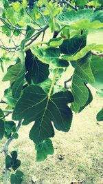 Close-up of fresh green plant