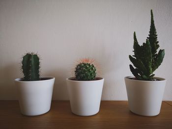 Close-up of potted plants on table at home