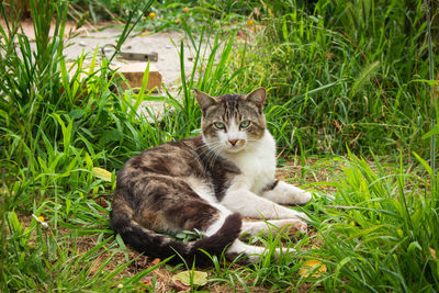 Portrait of a cat sitting on grass