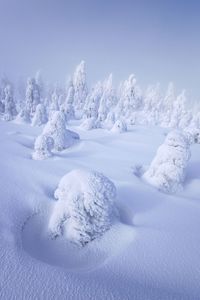 Frozen trees on land against sky