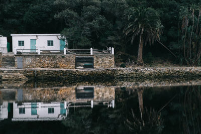 Reflection of trees in water