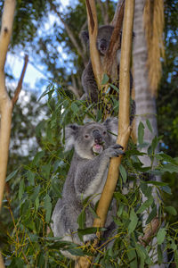 Low angle view of lizard on tree trunk