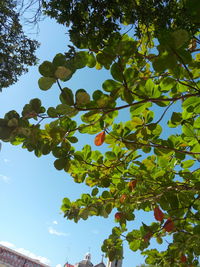 Low angle view of trees against sky