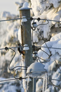 Close-up of street light during winter