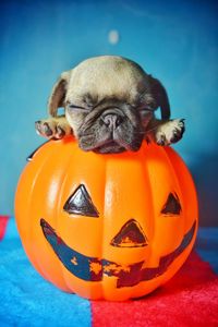 Close-up of pumpkin at home