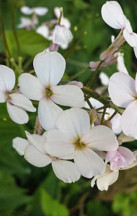 Close-up of white flowers blooming outdoors